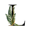 Description image